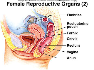 Reproductive Health: Internal Organs praying mantis body parts diagram 