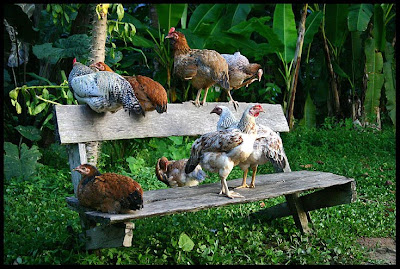 chicken_bus_stop.jpg