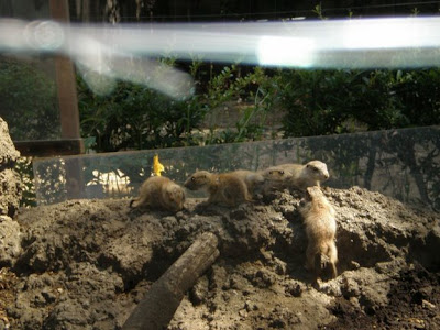 上野動物園のプレーリードッグ