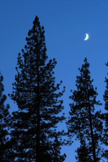 [new+pine+and+moon.jpg]
