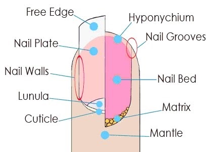 Beauty Antidote Journal: Nail Anatomy