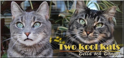 Two kool kats