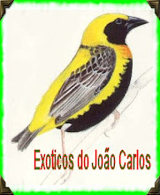 João Badalo Criador de Exoticos