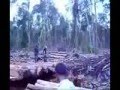HABISNYA HUTAN PAPUA   DALAM 10  TAHUN DARI 2000  s/d 2010