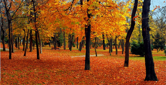 Resultado de imagen de vistas bosques