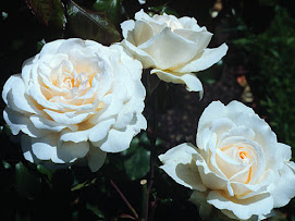 Lady norwood rose garden
