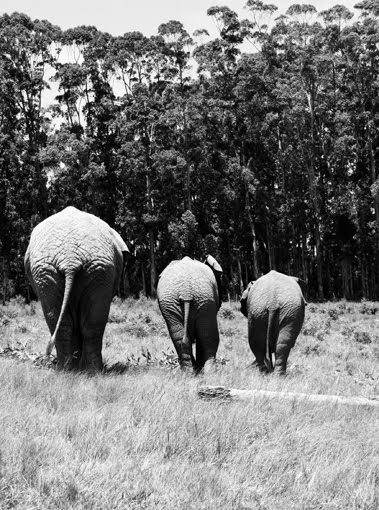 [3-elephants-heading-home.jpg]