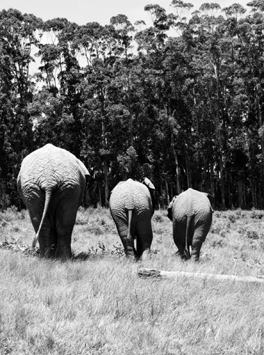 3 elephants heading home
