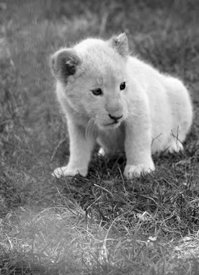 Lion+cub2 B%2BW
