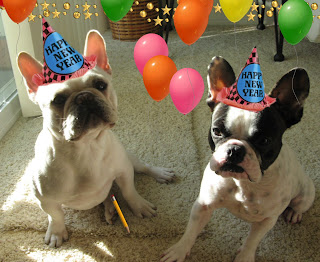 Two French Bulldogs: Leçon Française Huit - New Years Eve