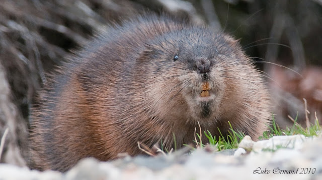 Daryl Dragon, of 'The Captain and Tennille,' dies at 76 Daryl Dragon, of 'The Captain and Tennille,' dies at 76
