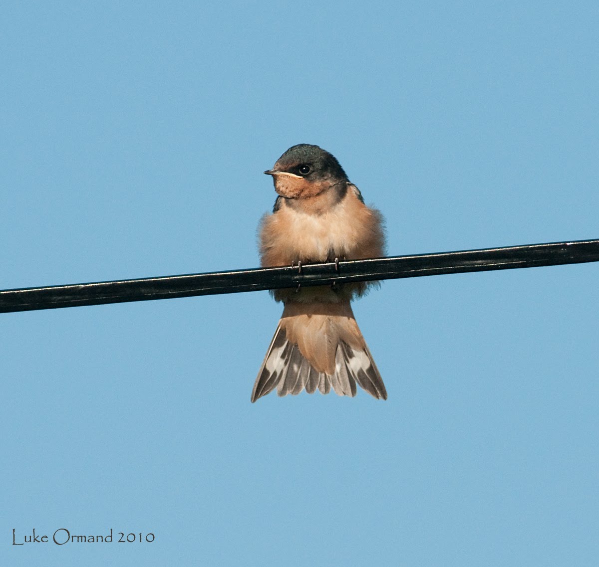 Welcome To Purple Martins Waxwings And More