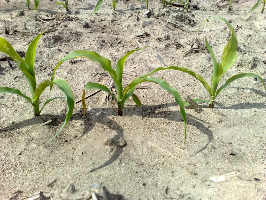 [2425692133_a655d61984_b.jpg]