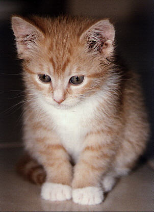 free anime wallpapers: wallpaper kucing lucu