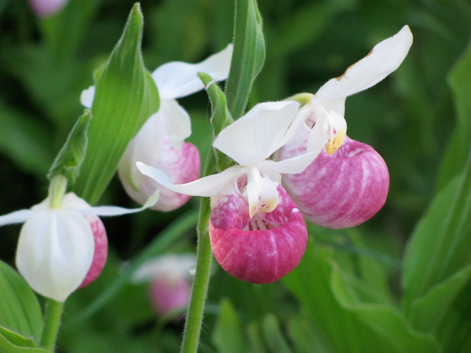 lady slipper price