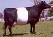 Dutch Belted Cattle