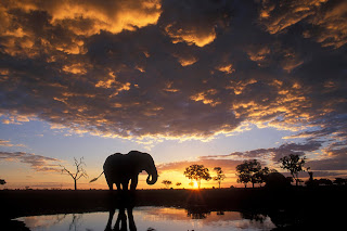 Elephant Silhouetted at Sunset, Chobe National Park, Botswana