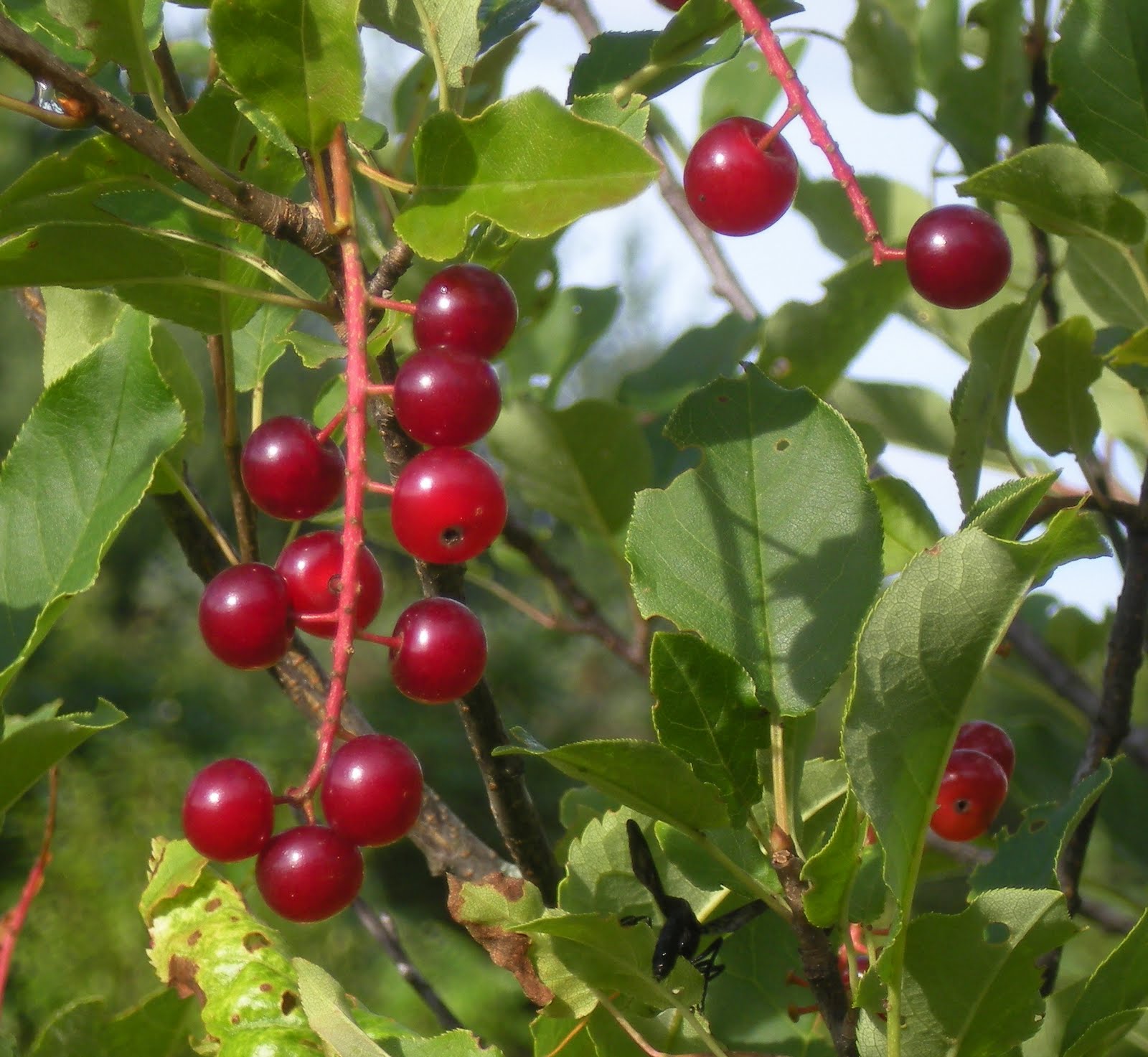Lilac Gate Chokecherries