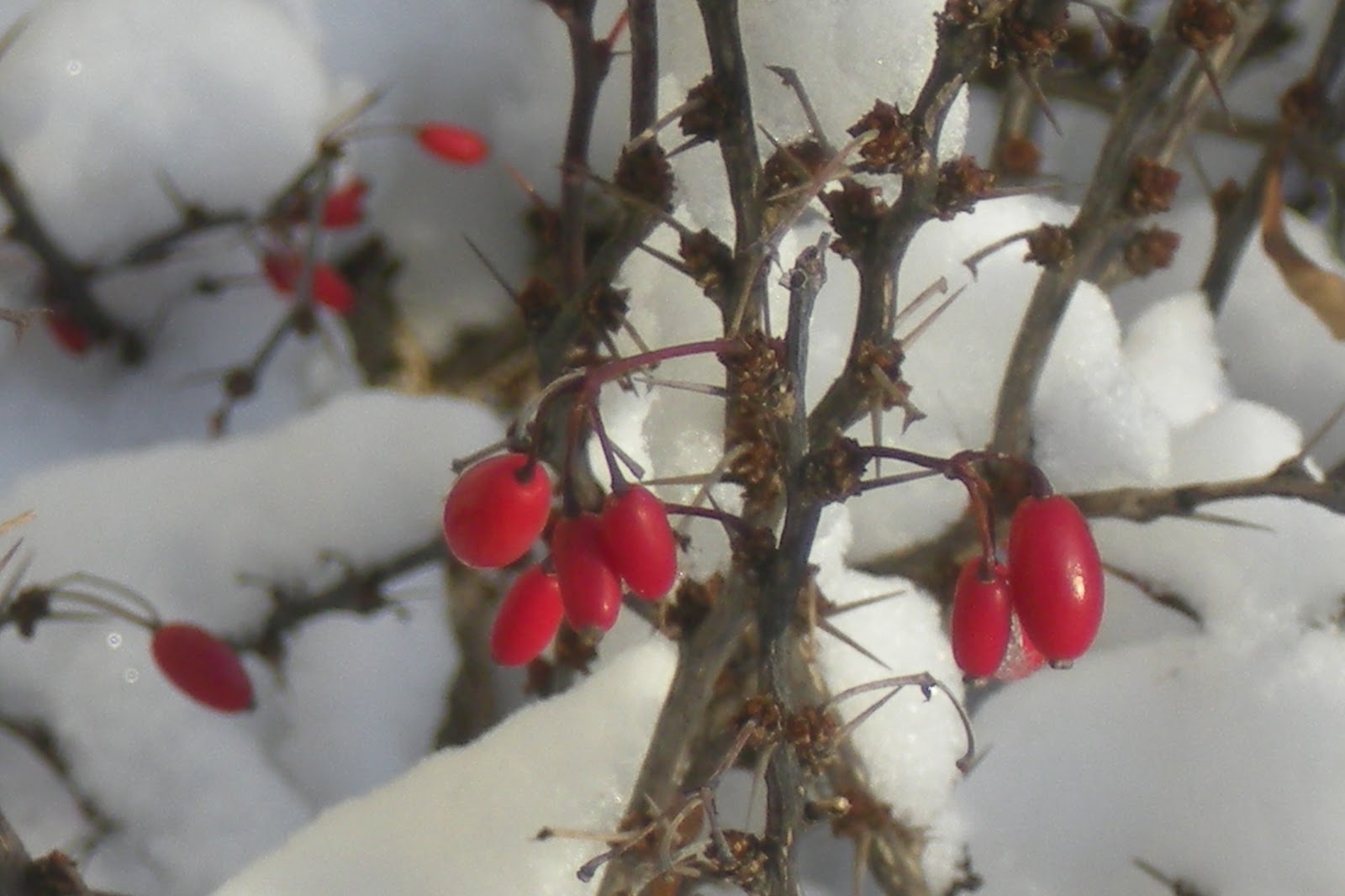 Lilac Gate Red Berries