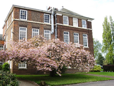 Building behind tree covered in pink blossom