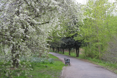 York walk with spring blossom