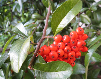 Red berries on a shrub in the garden