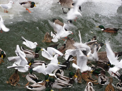 Ducks and gulls converging on bread thrown to them in the river