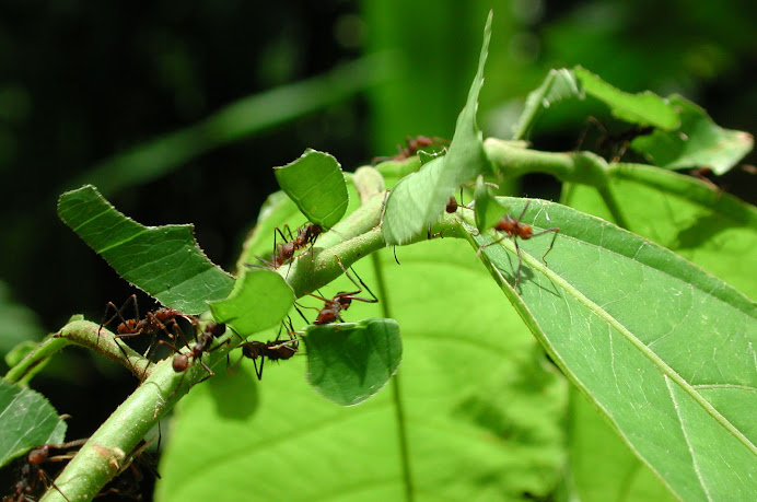 ormigas arrieras del amazonas