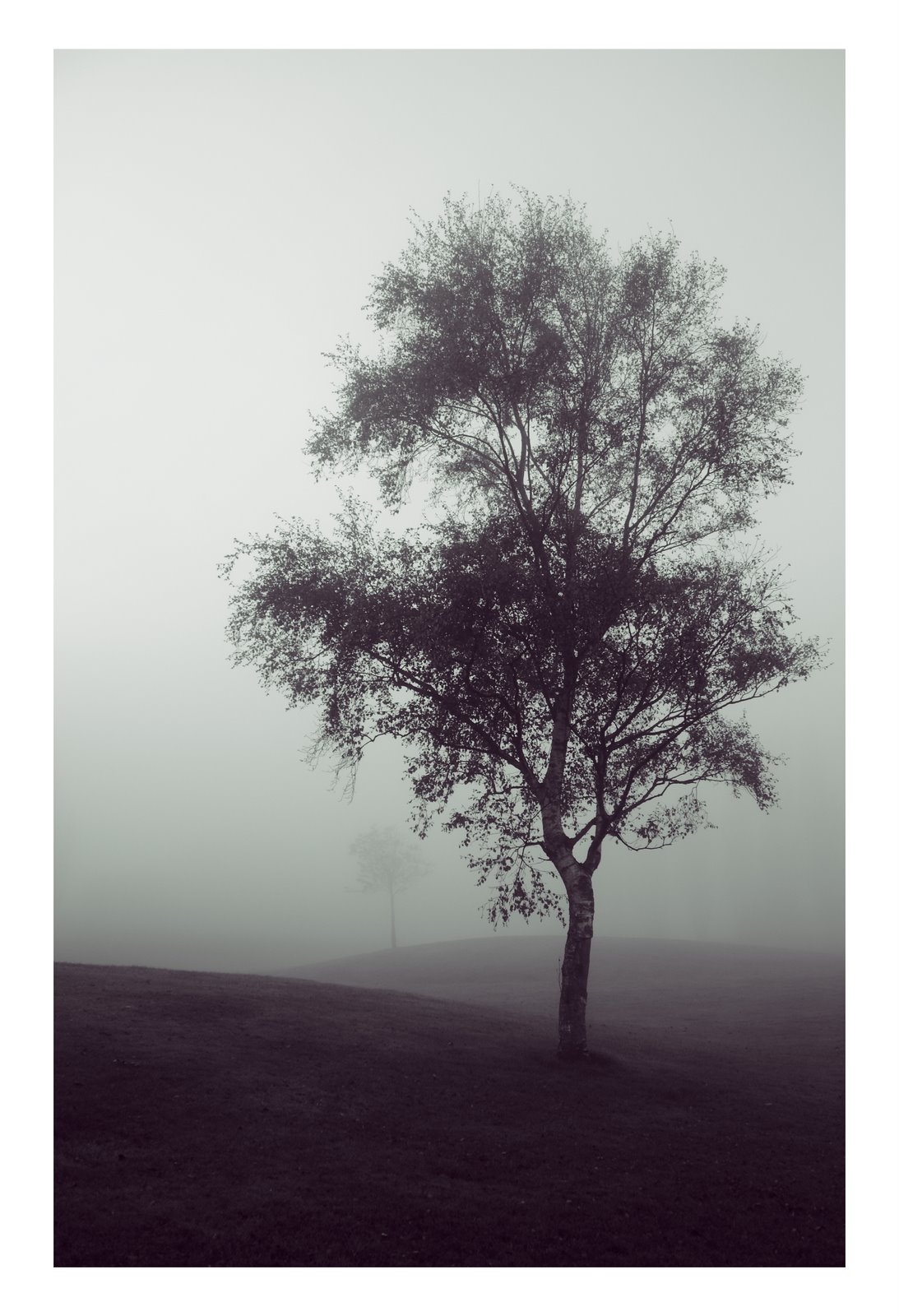 [trees4.JPG]