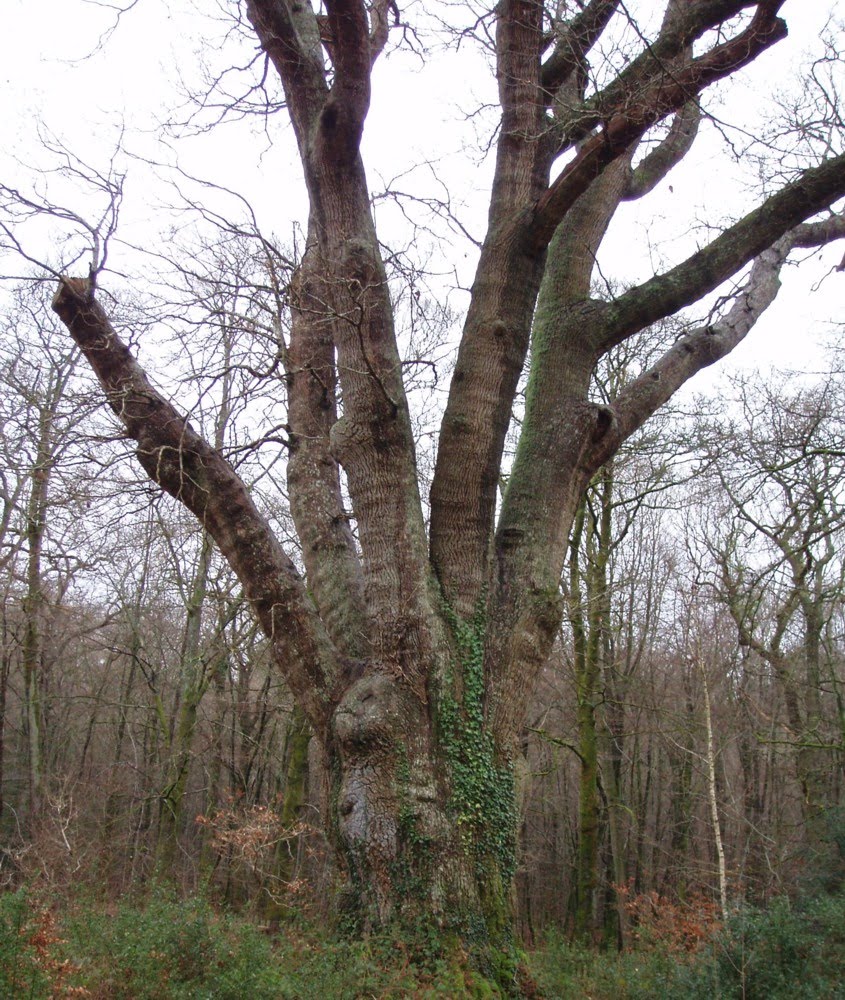 [knightwood+oak.jpg]
