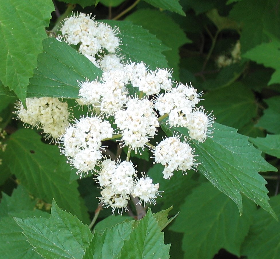 Using Georgia Native Plants: Mapleleaf Viburnum - Viburnum acerifolium