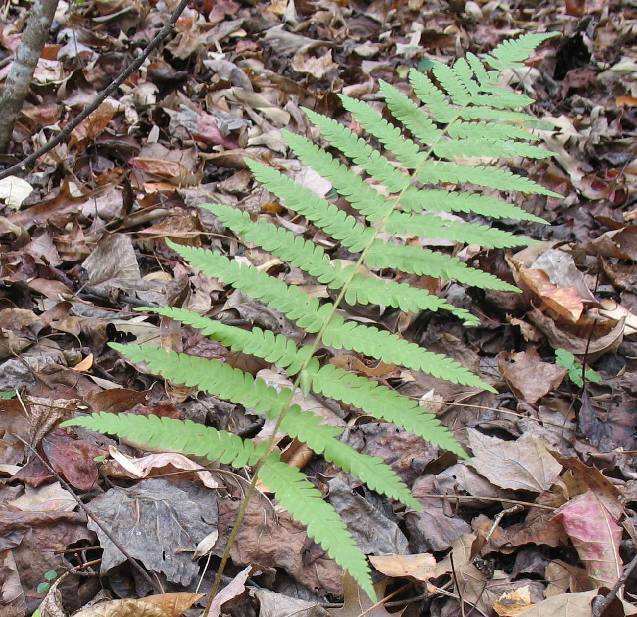 Using Native Plants Found Things