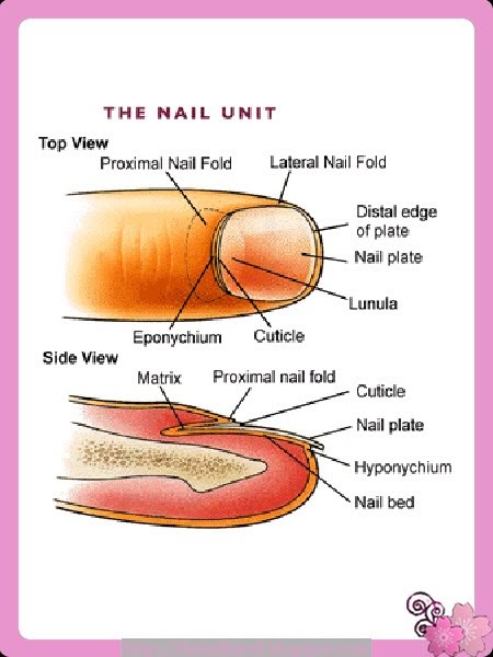 The Nail Nerd: Tip and Toe Care: Part 1 The Nail Anatomy