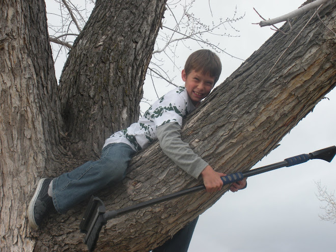 Tanner playing in the tree