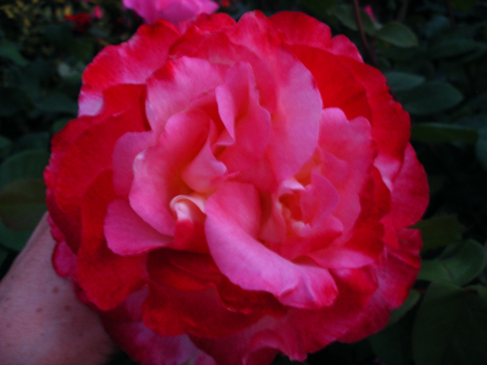 Ramblings from an English Garden: The Glory of the Garden by Rudyard ...