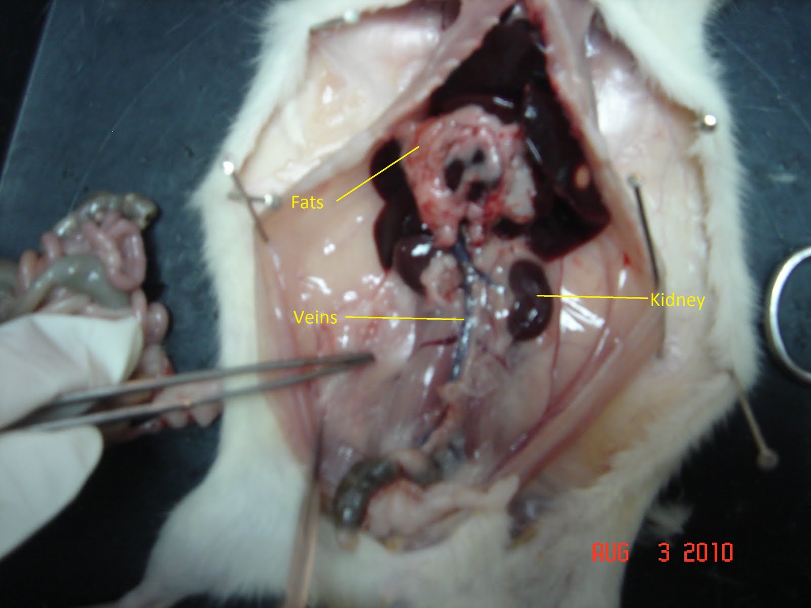 Just My Life: Rat dissection