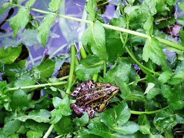La rana verde: una foto fortunata in un ruscello del Pineto