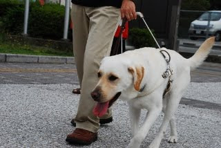 盲導犬歩行体験の写真