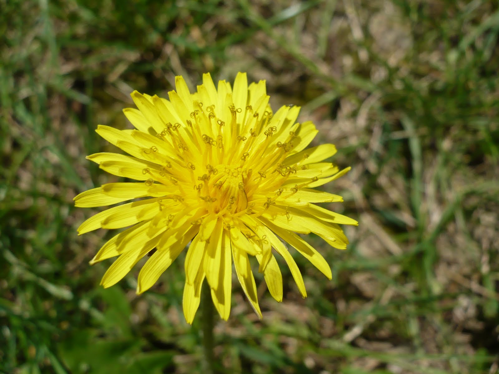 FLORES SILVESTRES DE ÁLAVA: NOMBRE COMÚN O VULGAR: Diente de León