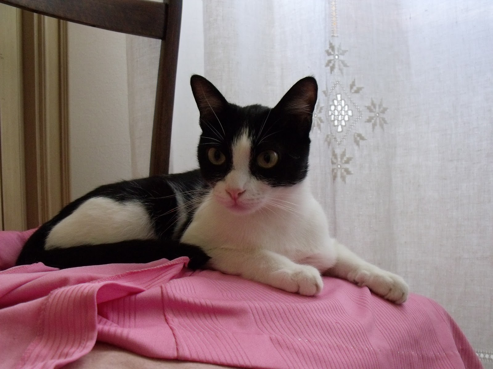 Gatto Randagio Si Abitua In Casa