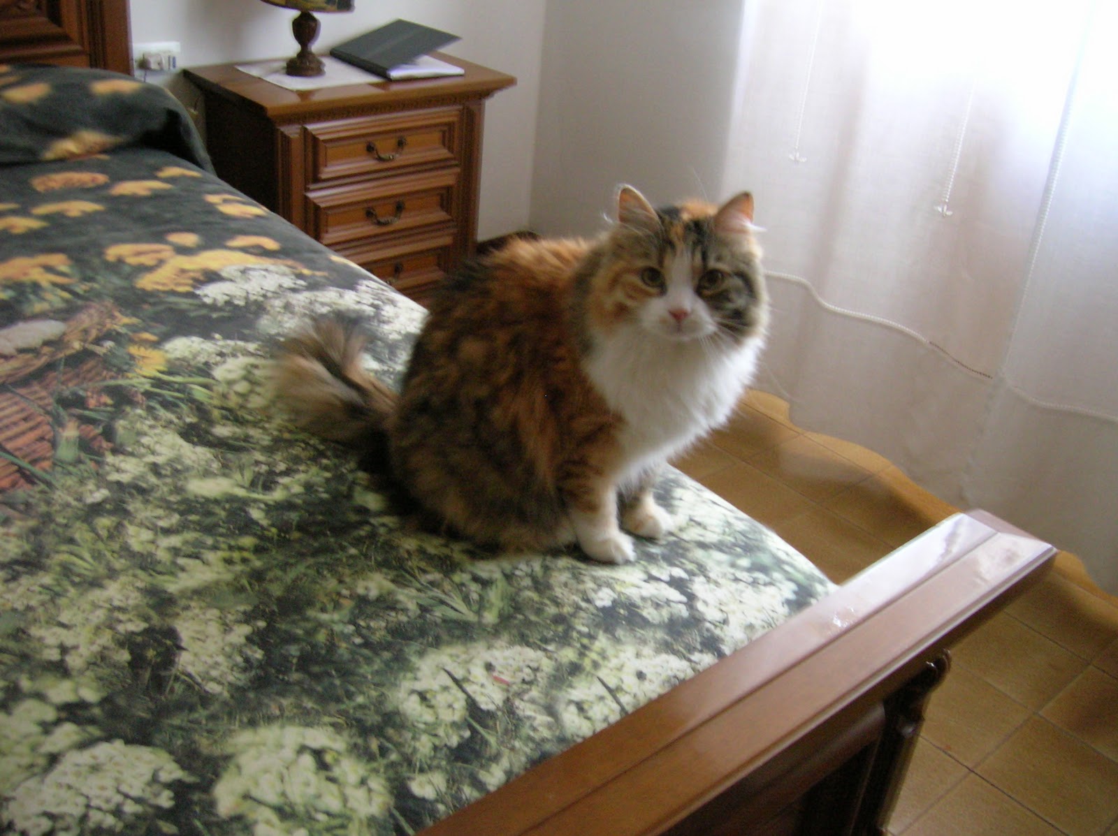 Gatto Randagio Si Abitua In Casa