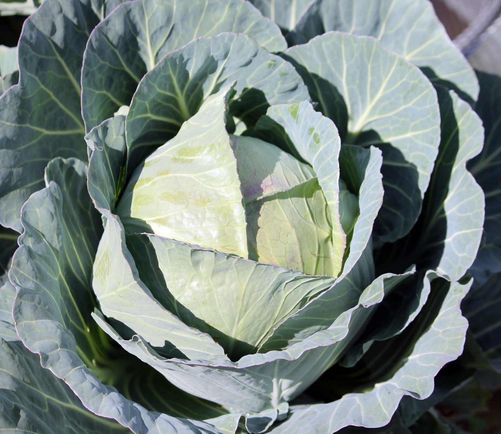 Craving Comfort OldFashioned Fried Cabbage! YUM!