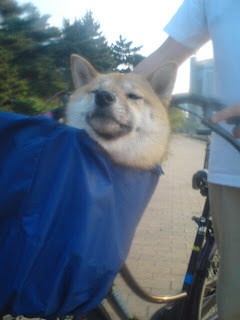 【お尻のほっぺ】自転車のかごの中に座る柴犬