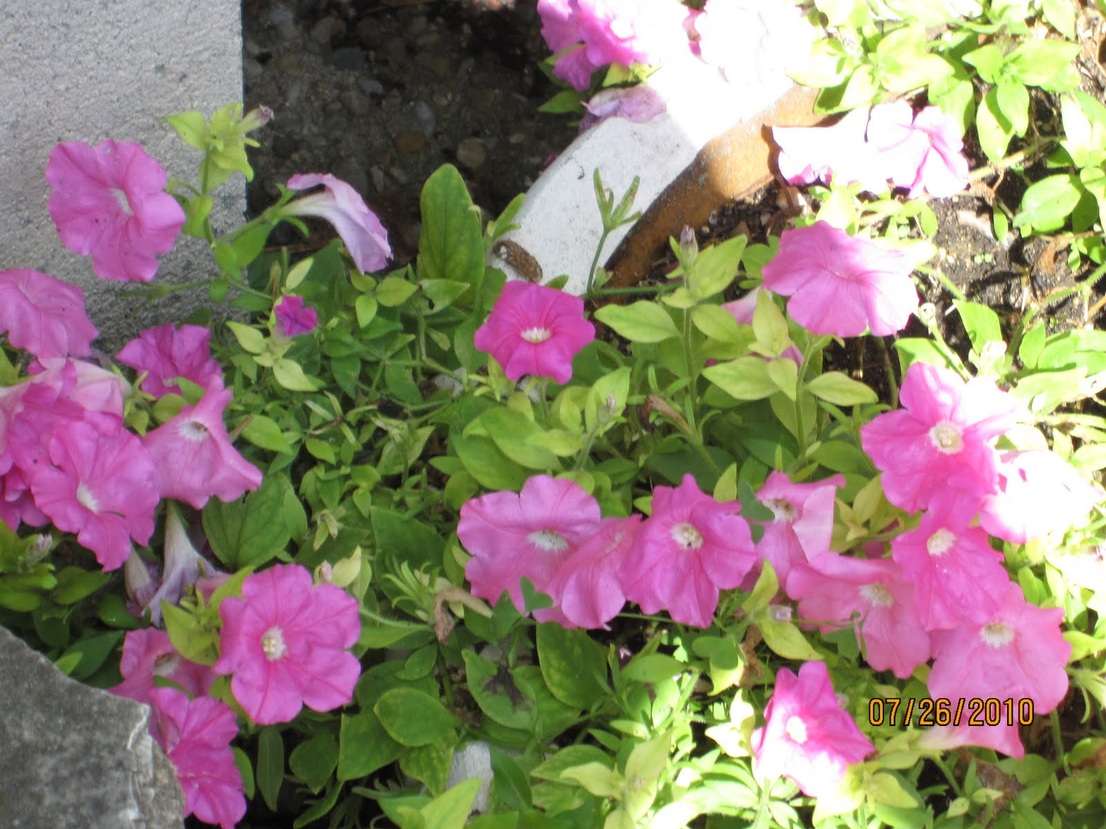 You think you have a bladder infection? Did you pee in a cup, twice?