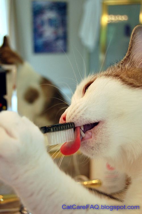 Cat Care question and Answer Does cat needs dentistry