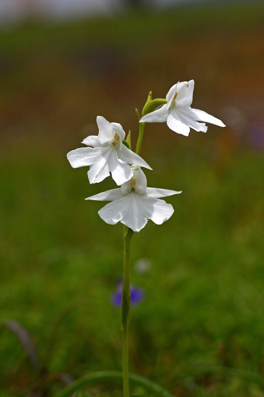 [Habenaria+Panch.jpg]