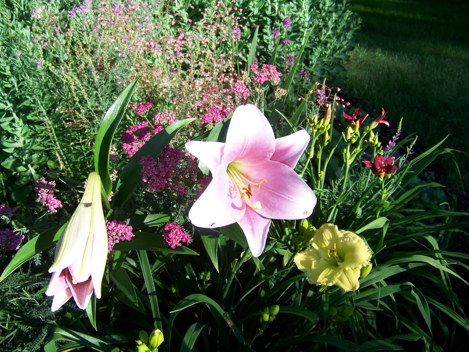 Nellies Nest Pink Heaven Trumpet LiliesPlant for Hope