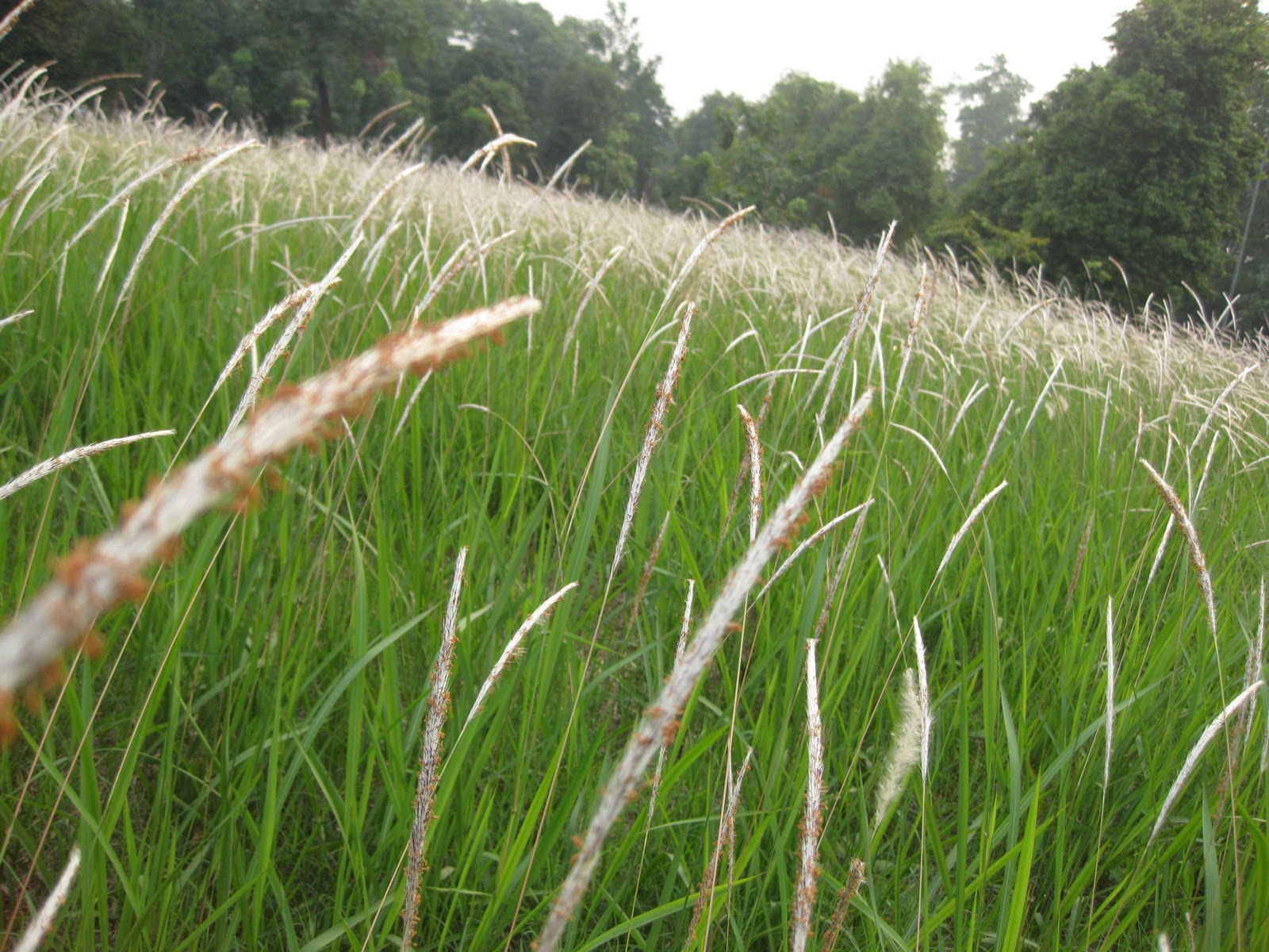 Wallpaper Pemandangan Rumput Ilalang  Stok Wallpaper