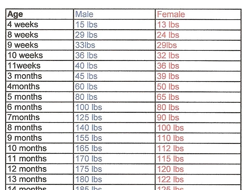 Mastiff Growth Chart Height