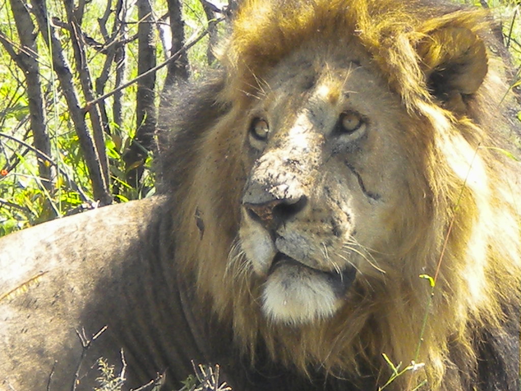 World of Difference: The Big Five in Swahili